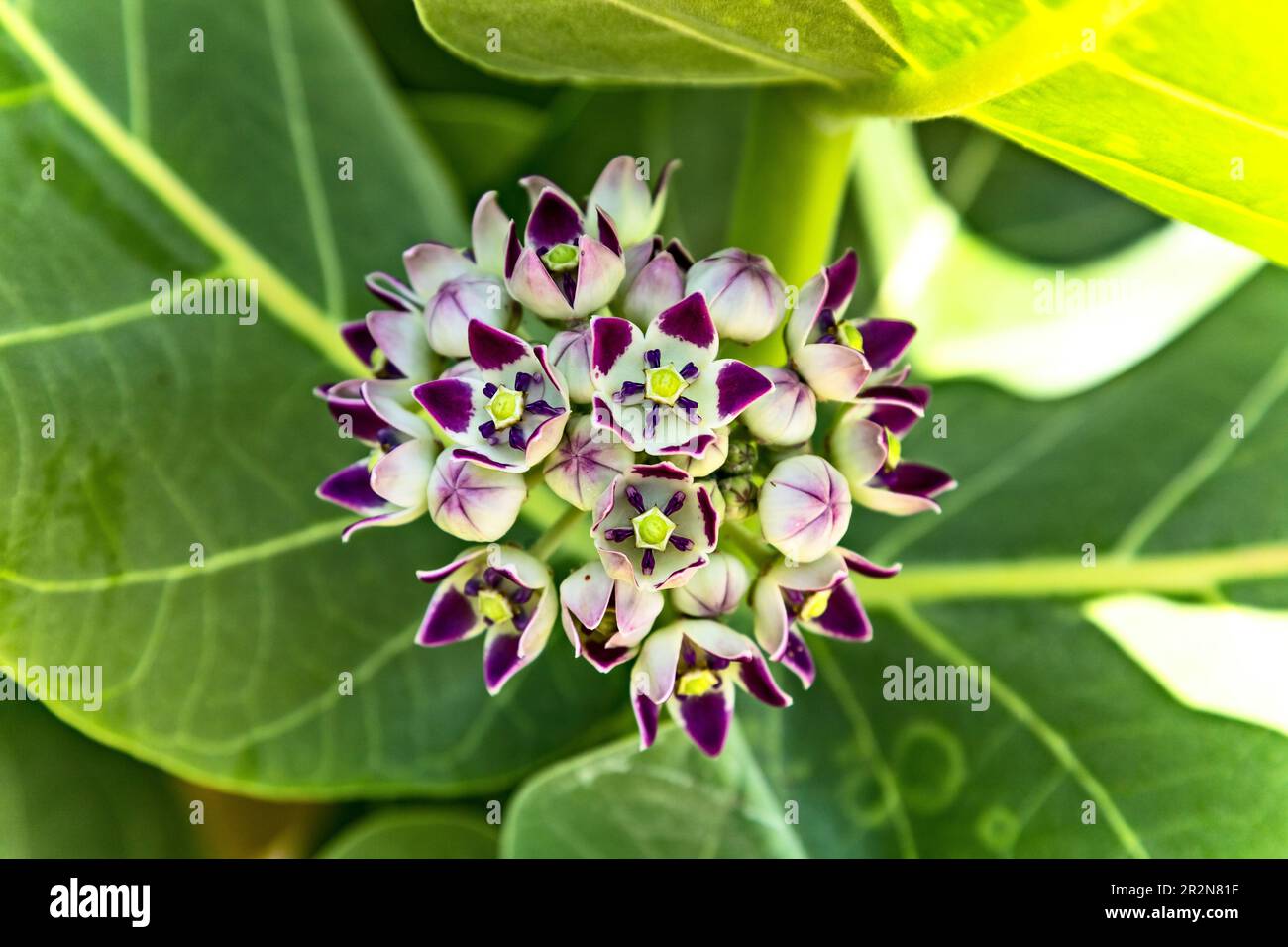 Blumen von Calotropis procera (Sodom-Apfel) Baum auch bekannt als Apfel von Sodom, Königskrone, Gummibüsch, Gummibaum in Israel in der Nähe des Toten Meeres. Stockfoto