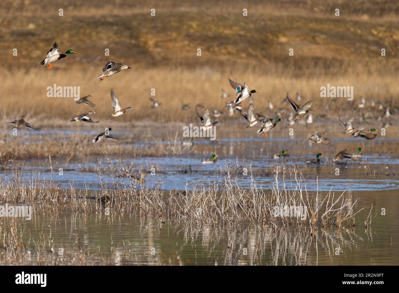 Stockenten fliegen im Flug. Ashland, Oregon Stockfoto