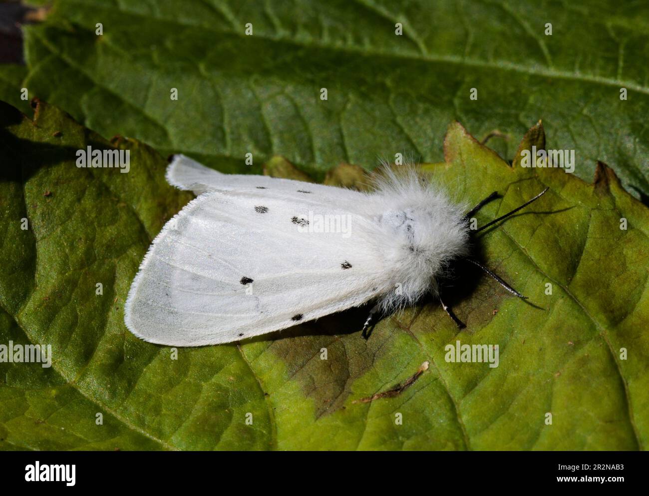 Weiße Hermelin Moth Stockfoto