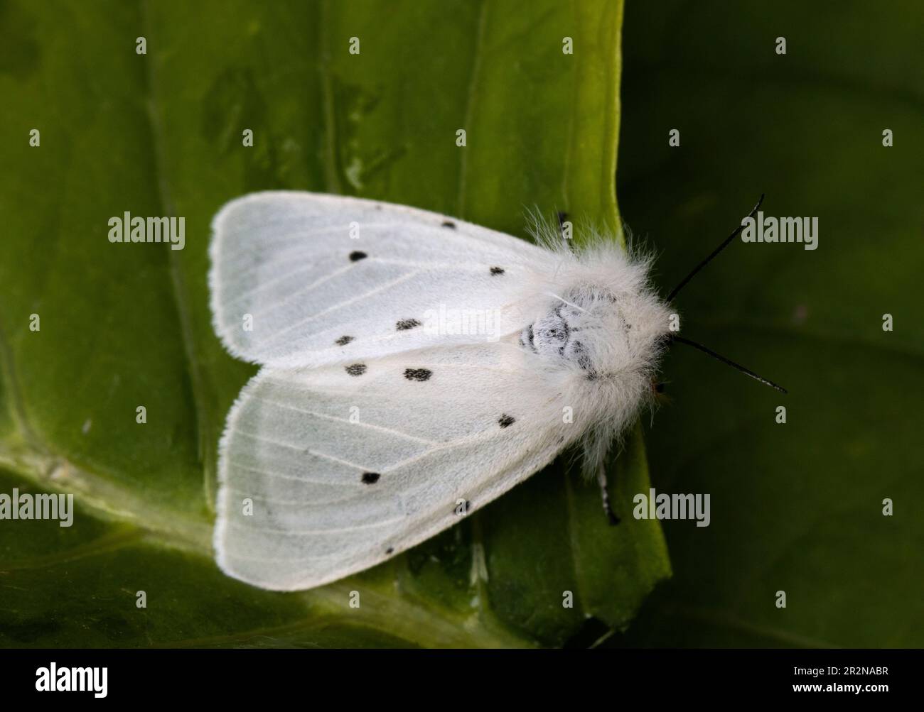 Weiße Hermelin Moth Stockfoto