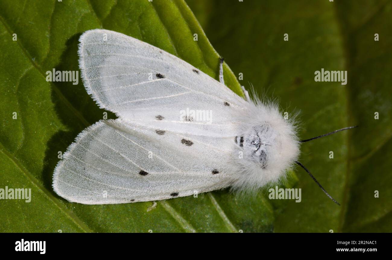 Weiße Hermelin Moth Stockfoto
