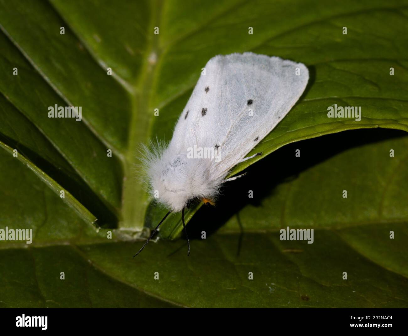 Weiße Hermelin Moth Stockfoto