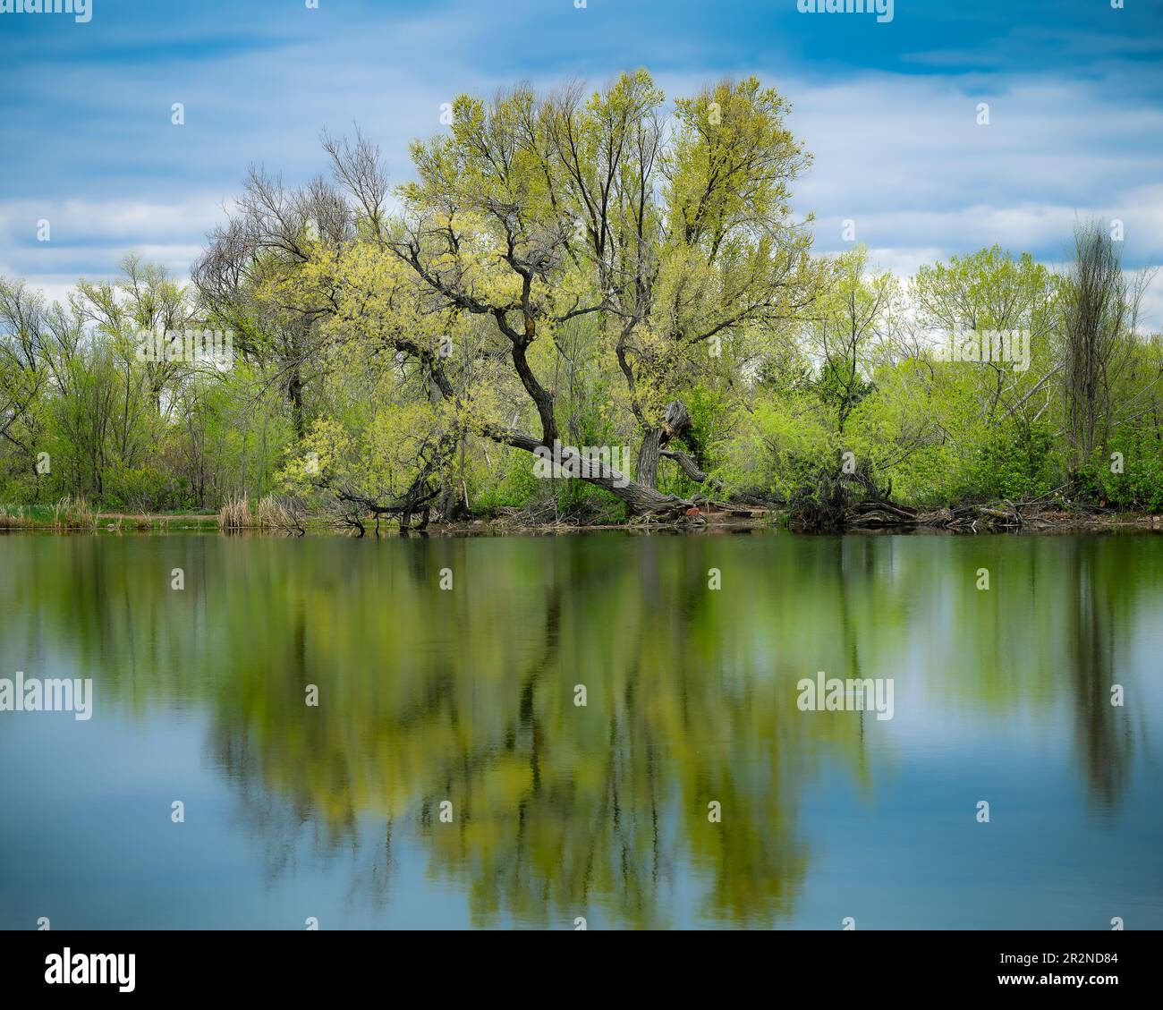 Die Reflexion von Bäumen mit grünen Blättern auf der ruhigen spiegelähnlichen Oberfläche eines Sees mit Wolken oder lila Bergen Stockfoto