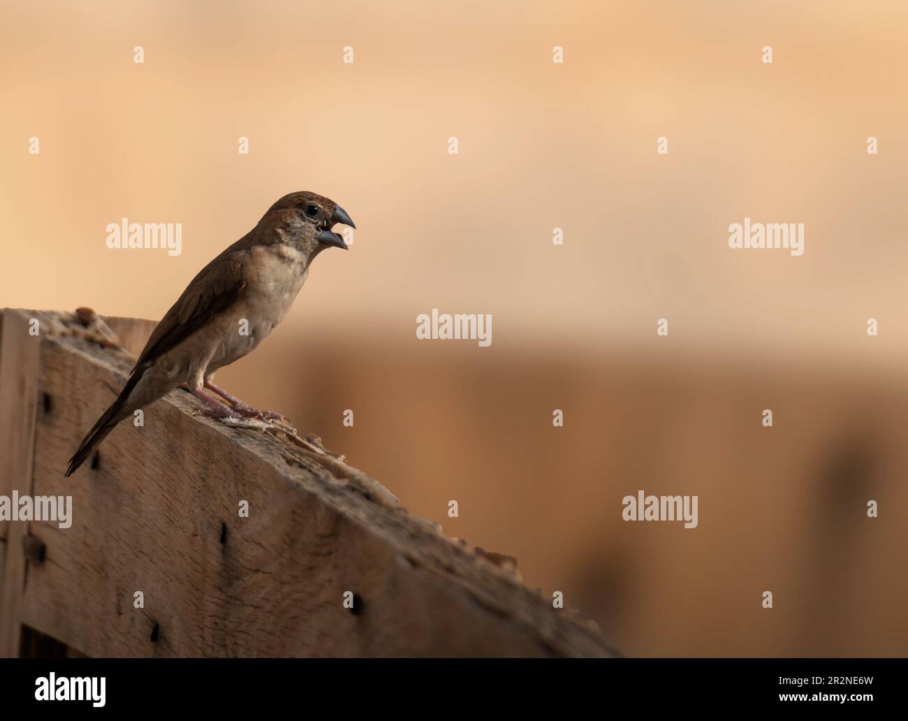 Spatz sitzt auf einem Holzzaun mit verschwommenem Hintergrund. Stockfoto