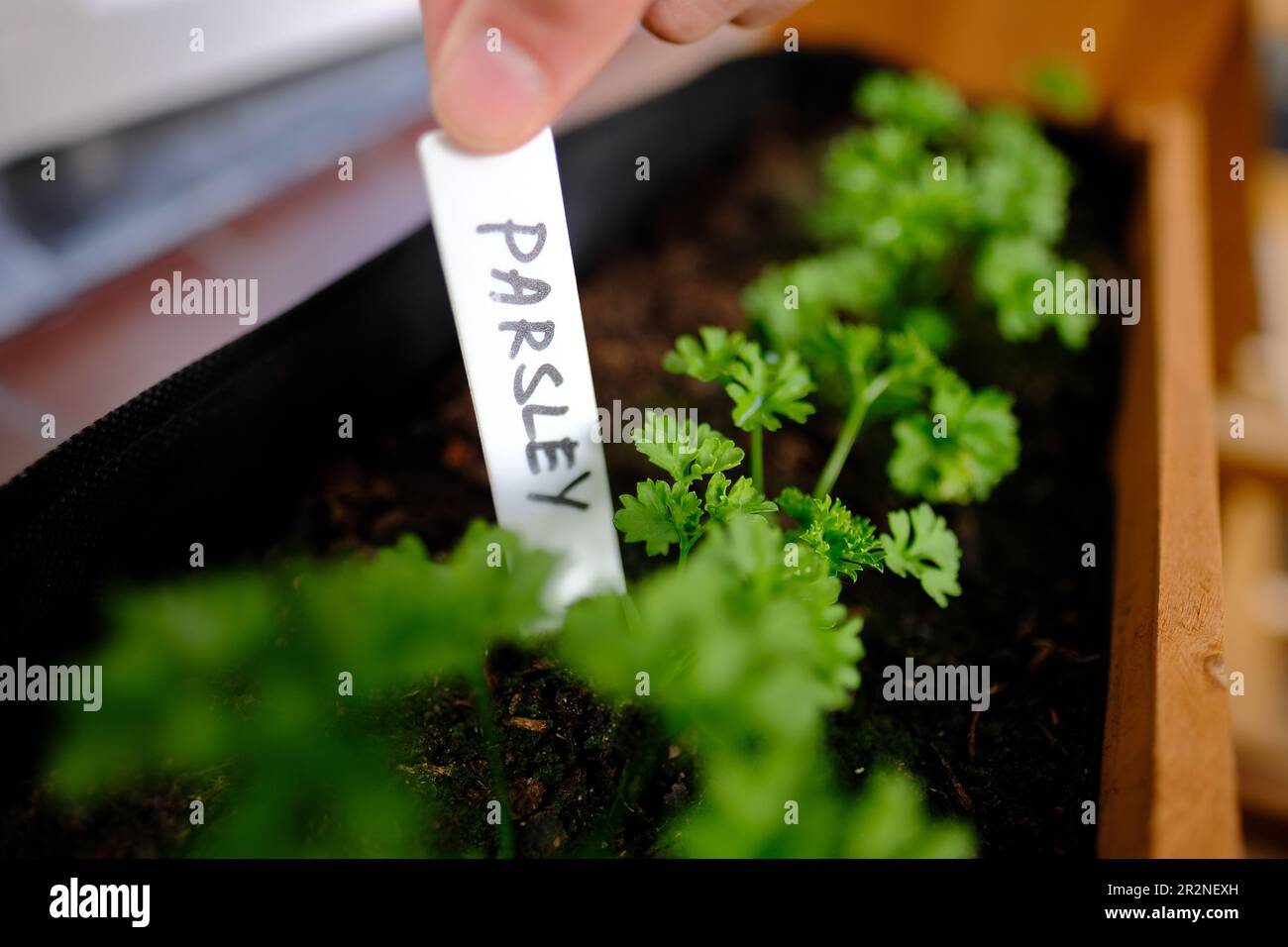 Nahaufnahme von Petersilienpflanzen mit einem Etikett in einem städtischen Gemüsegarten. Ökologischer Landbau. Stockfoto