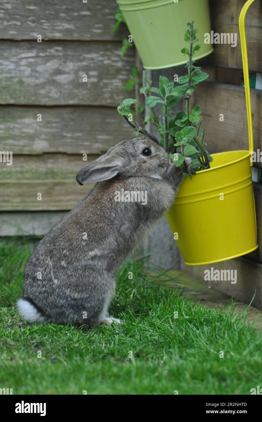 Freilandkaninchen, die sich in einem Kaninchen-freundlichen Garten mit Kräutern versorgen Stockfoto