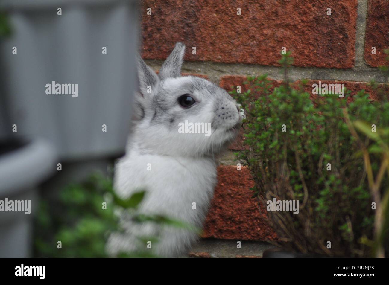 Freilandkaninchen, die sich in einem Kaninchen-freundlichen Garten mit Kräutern versorgen Stockfoto