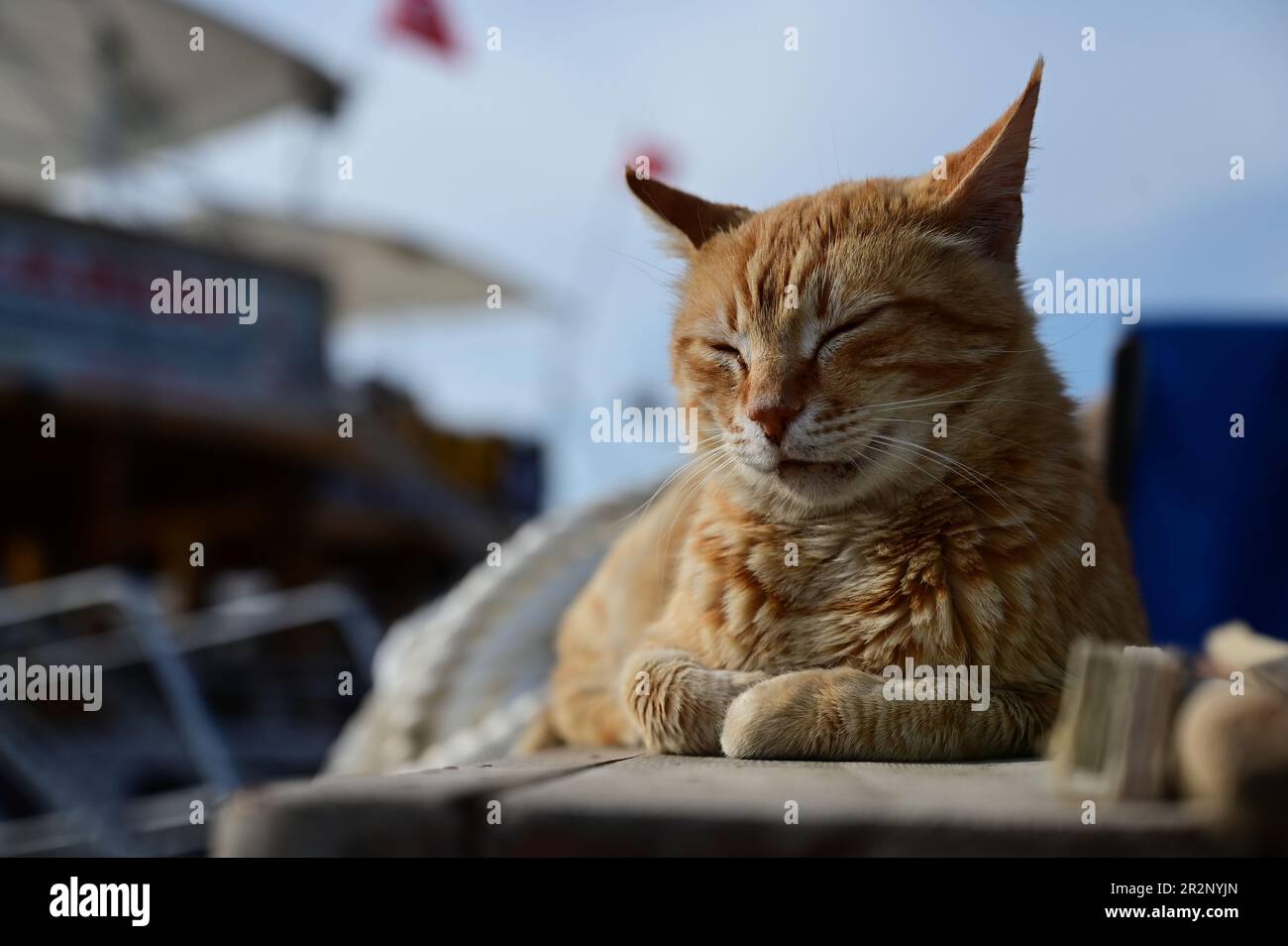 Die Katze schläft in der Nähe des Fischerboots am Seehafen Stockfoto