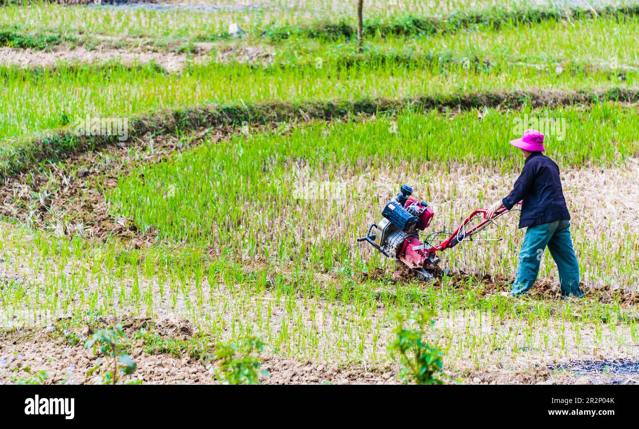 Selbständige arbeitsintensive Landwirtschaft in der Provinz Ha Giang, Vietnam. Traditionelle nachhaltige Landwirtschaft Stockfoto