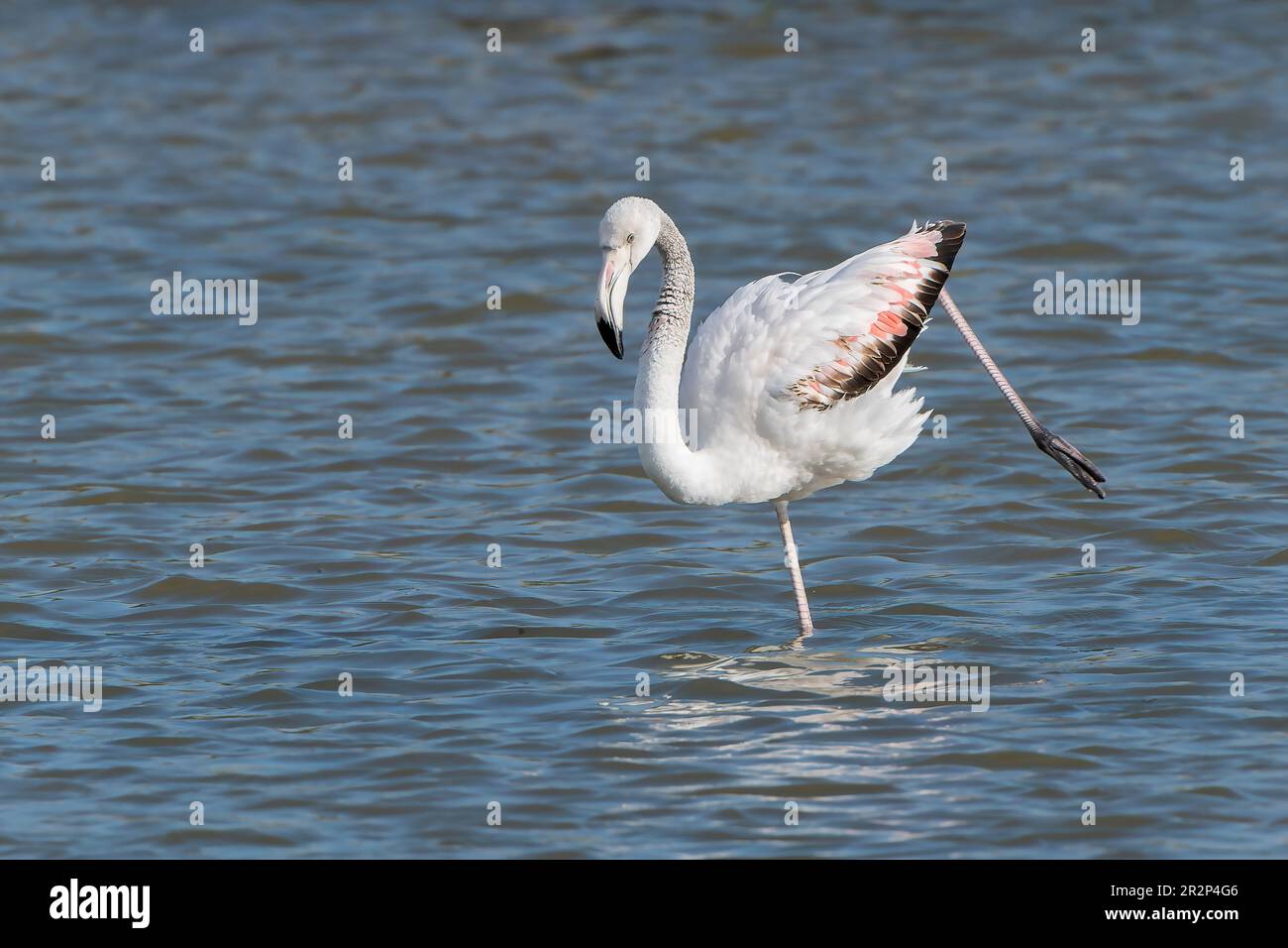 Greater Flamingo, Phoenicopterus roseus, Single unreif Bird Standing in fresh water, Ses Salinetes, Mallorca, Spanien, 20. Mai 2023 Stockfoto