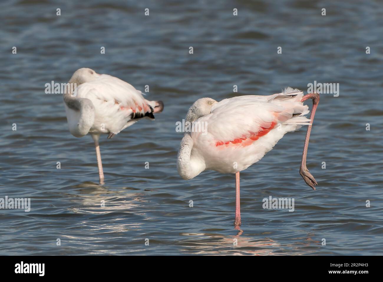 Greater Flamingo, Phoenicopterus roseus, alleinerziehender Erwachsener und alleinerziehender Jugendlicher, die in seichten wSes Salinetes schlafen und sich ausruhen, Mallorca, Spanien, 20. Mai 2023 Stockfoto