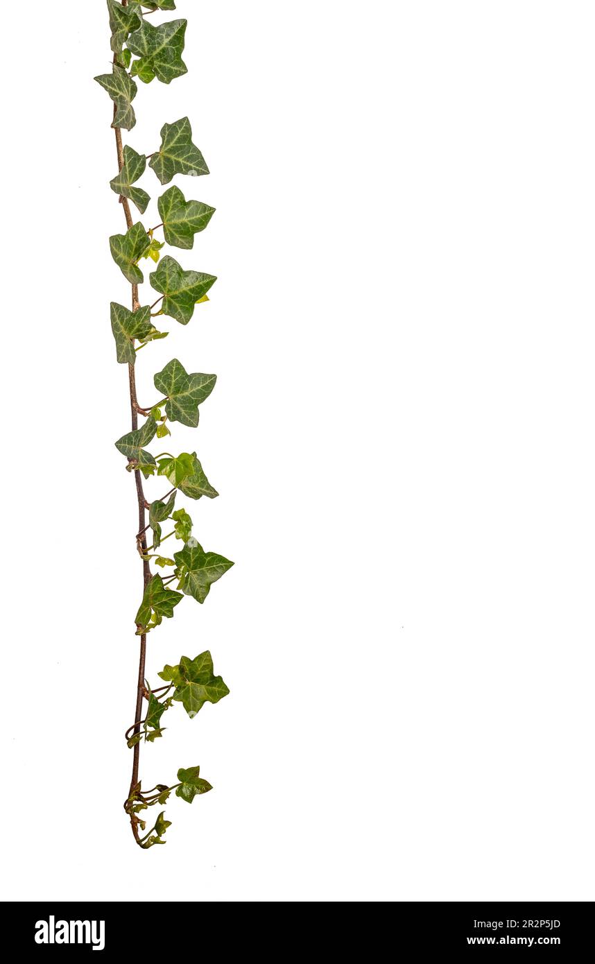 Zweig Ivy mit grünen Blättern, isoliert auf weiß, mit Beschneidungspfad, Kopierbereich Stockfoto