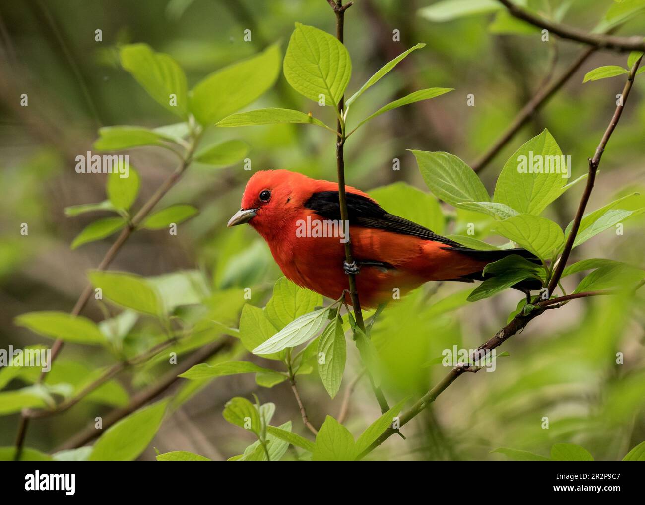 Nahaufnahme des männlichen Scharlachs Tanager, der während der Frühjahrswanderung in einem grünen Baum in Ontario, Kanada, sitzt. Der wissenschaftliche Name ist Piranga olivacea Stockfoto