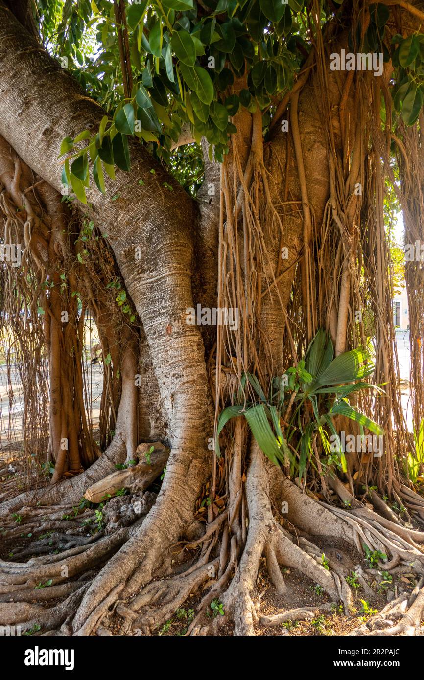 Ceiba-Bäume Wurzeln in einem Park in Valladolid Yucatan, Mexiko Stockfoto