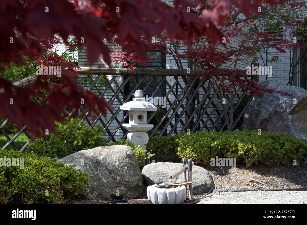 Garten im japanischen Stil mit rotem Ahorn und Zaun Stockfoto