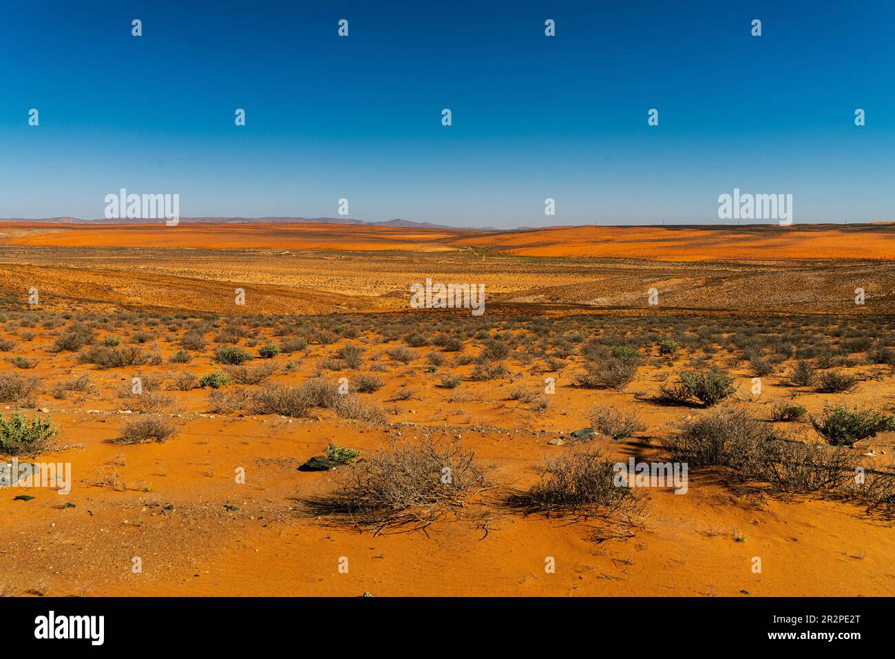 Breite trockene afrikanische Landschaft mit blauem Himmel und gelbrotem trockenem Boden. Stockfoto