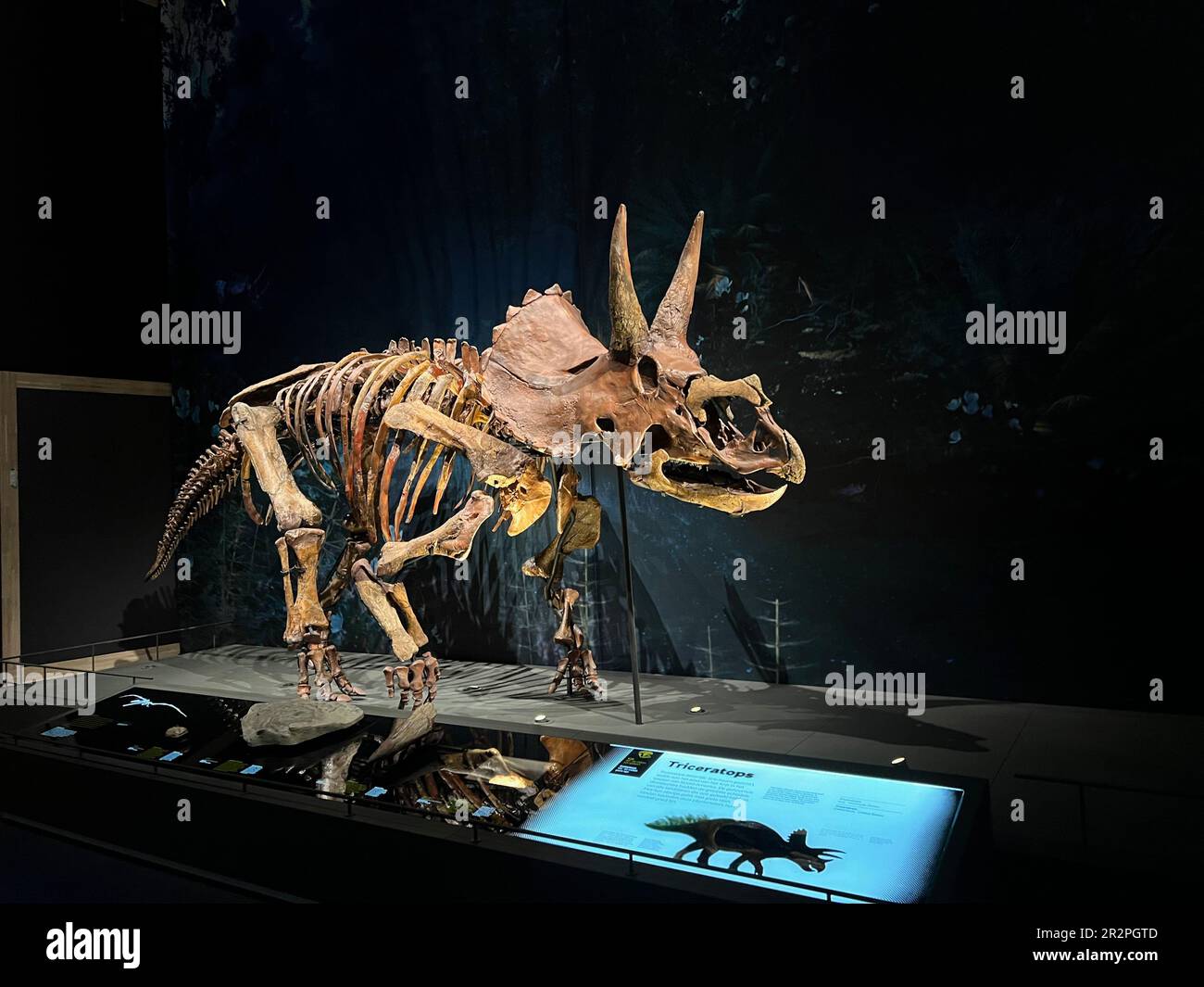 Leiden, Niederlande - 18. Juni 2022: Lebensgroßes Skelett von Triceratops im Naturalis Biodiversity Center Stockfoto