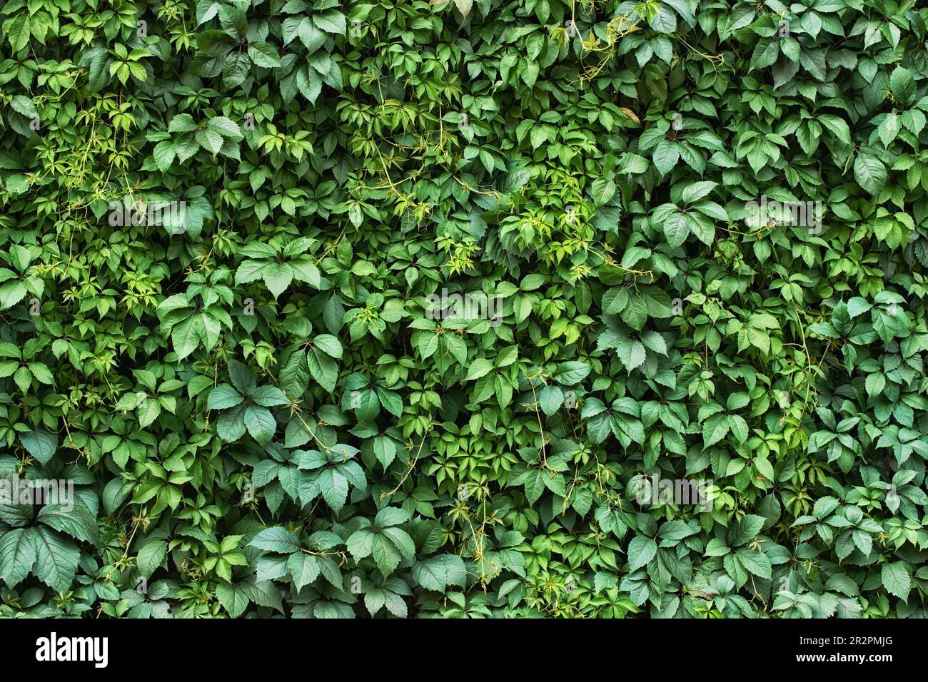 Hecken-Efeu-Hintergrund. Blattwerk grüner Pflanzen Stockfoto