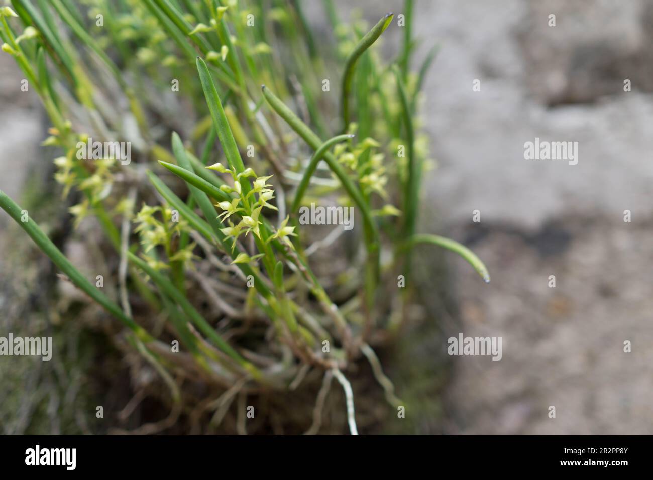 Epidendrum stangeanum blüht auf einer Tafel an einer grauen Wand im Innenhof von Nicaragua. Stockfoto