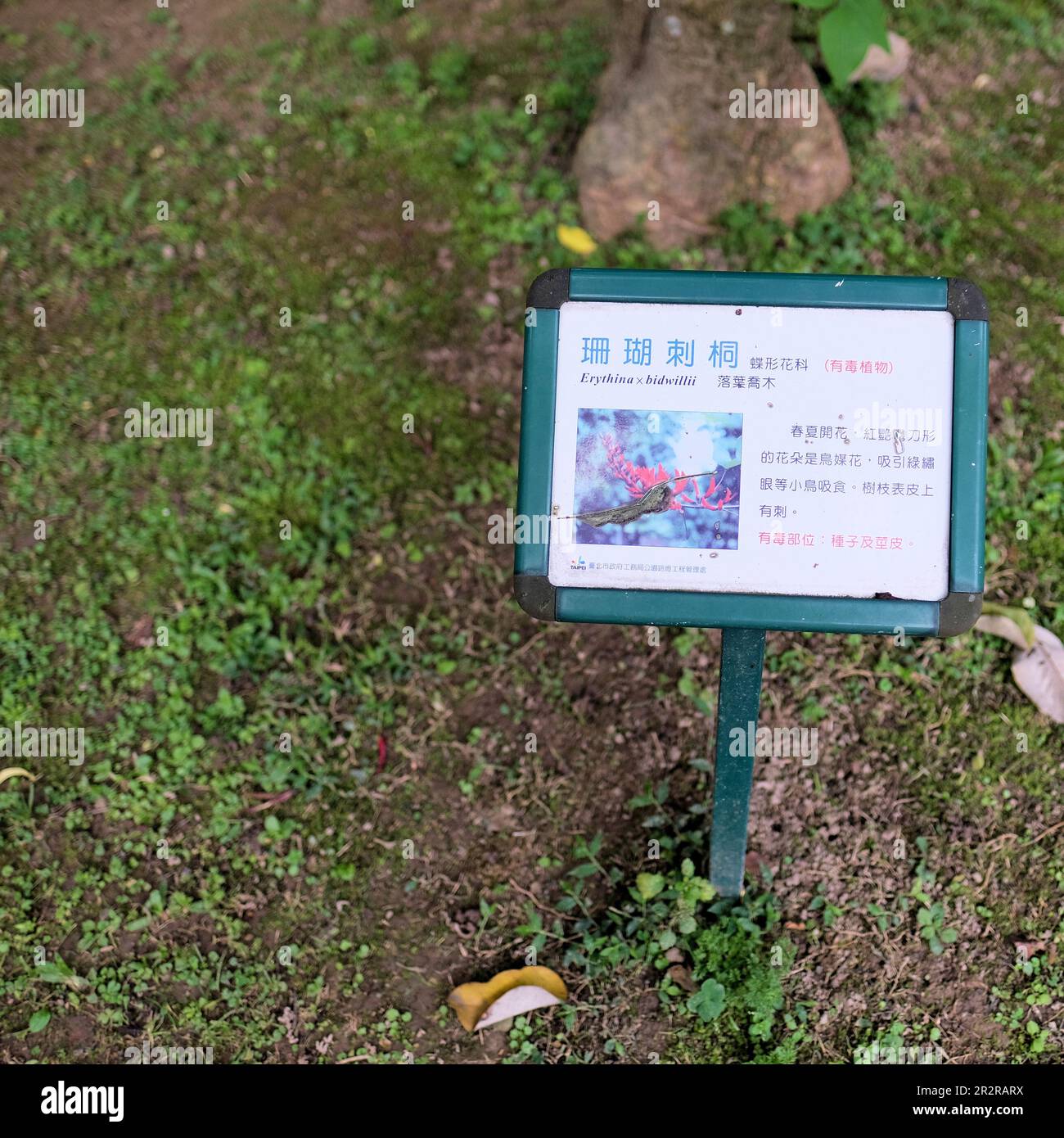 Lateinisches botanisches Namensschild und Pflanzenbeschreibung auf Chinesisch für Erythrina x Bidwillii-Baum im Da'an-Park in Taipei, Taiwan. Stockfoto