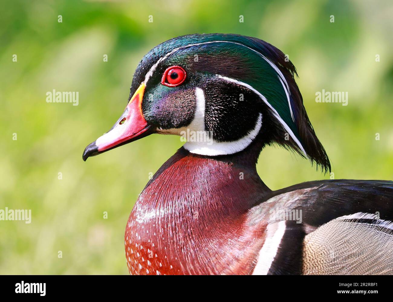 Farbenfrohes Porträt von Wood Duck mit grünem Hintergrund, Quebec, Kanada Stockfoto