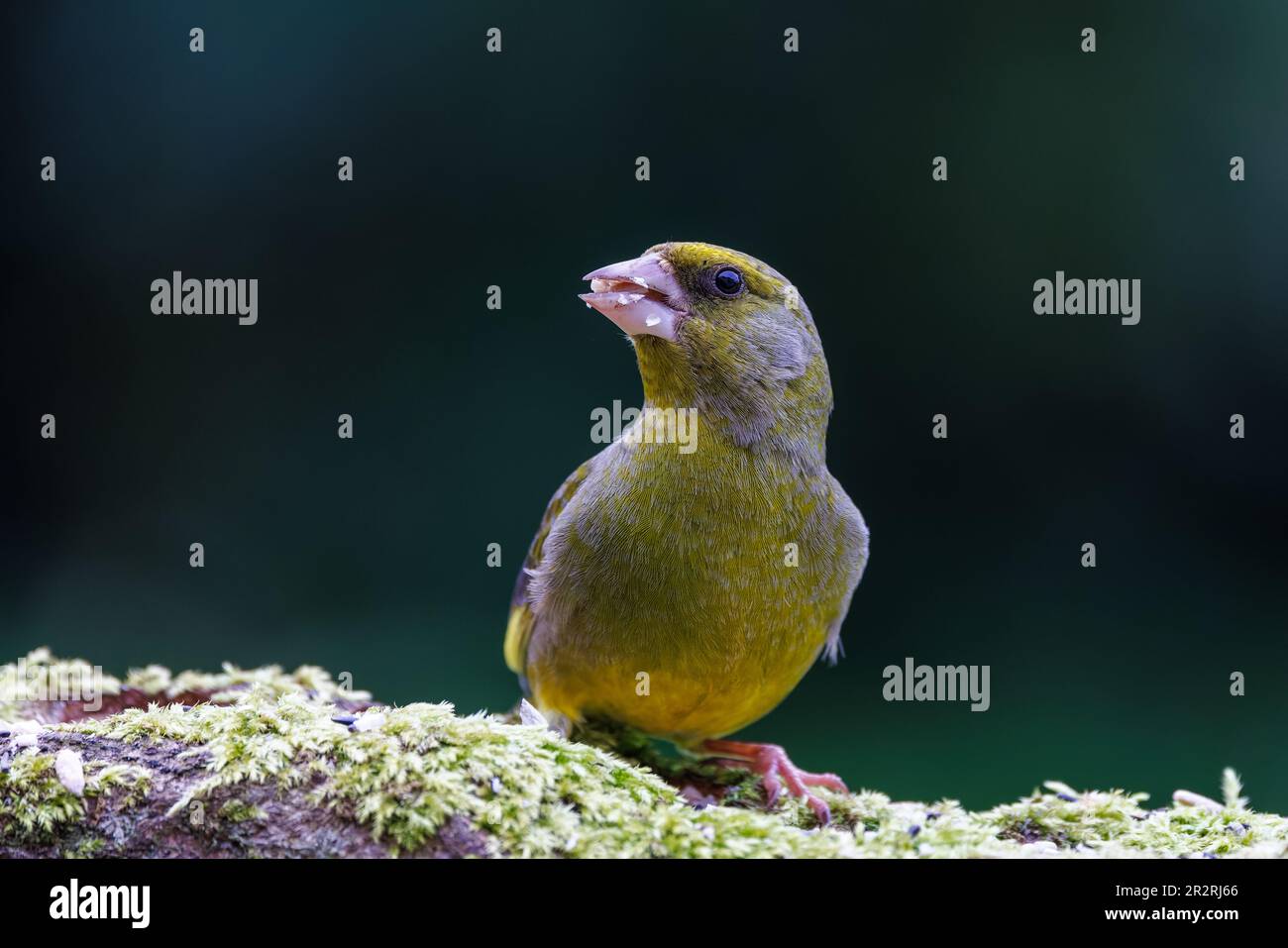 Europäischer Goldfink (Carduelis carduelis) männlicher Vogel auf moosem Zweig Stockfoto