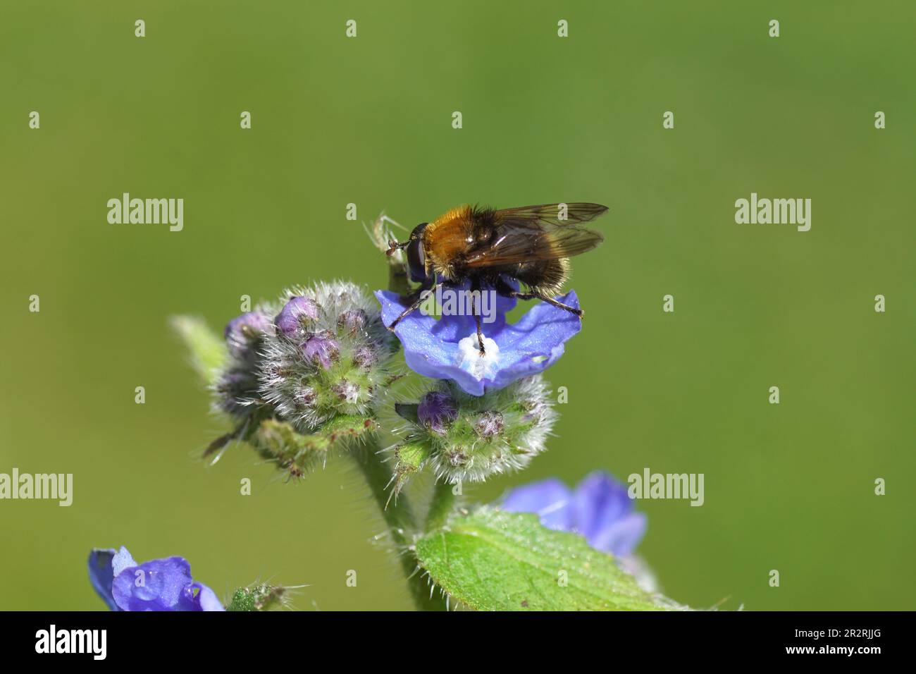 Nahaufnahme des männlichen Hoverfly Criorhina berberina auf Blüten des grünen Alkanets (Pentaglottis sempervirens), Familienborage (Boraginaceae) im Garten. Frühling Stockfoto