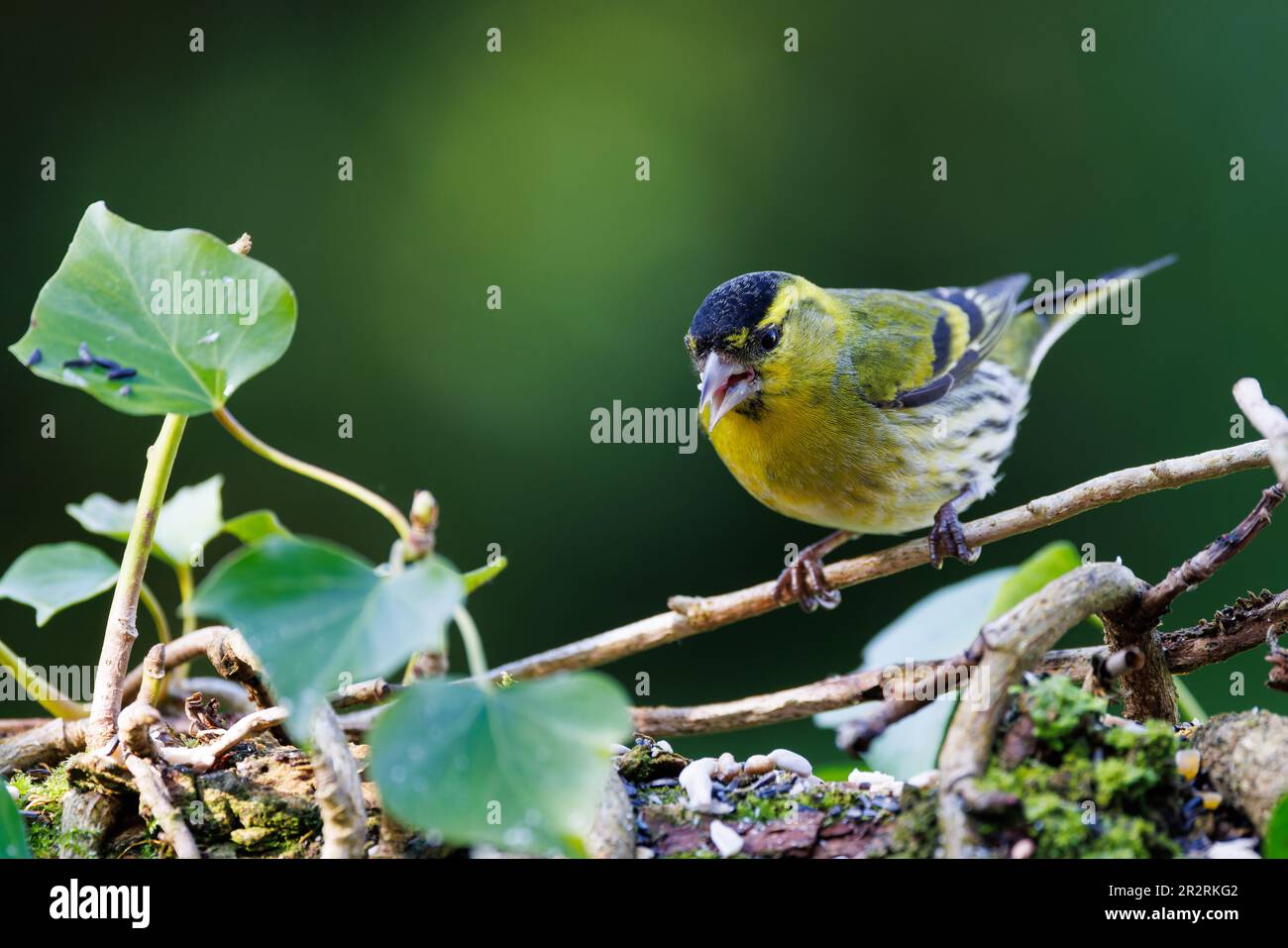 Europäischer Siskin (Spinus spinus) männlicher Vogel auf Efeu bedecktem Baumstamm mit Bokeh-Highlights im Hintergrund Stockfoto