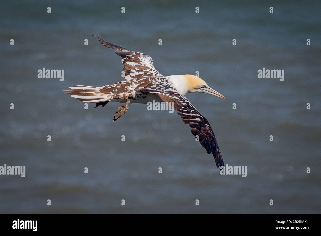 Ein nördlicher Gannet im Flug. Das ist ein Jugendlicher im dritten Jahr. Es wird beim Gleiten mit dem Meer im Hintergrund festgehalten Stockfoto