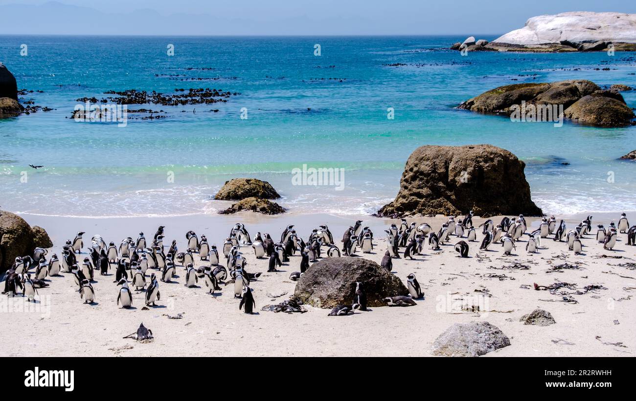Eine Gruppe Pinguine am Boulders Beach in Simons Town, Kapstadt, Südafrika. Wunderschöne Pinguine. Kolonie afrikanischer Pinguine an einem felsigen Strand im Westkap Südafrikas Stockfoto