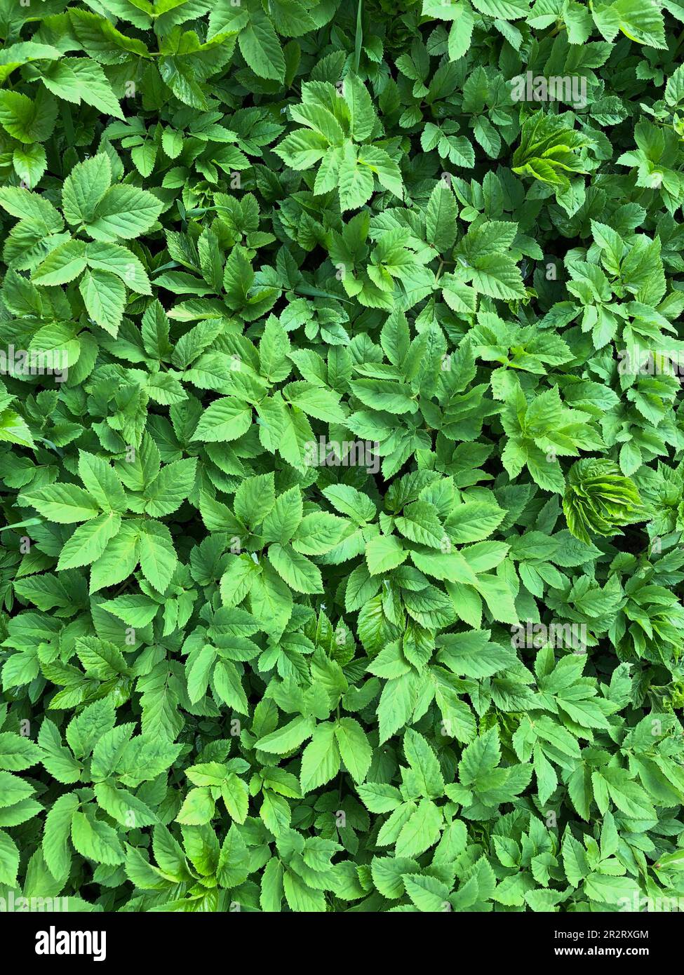 Grüne Blätter, Grün, natürlicher Hintergrund Stockfoto