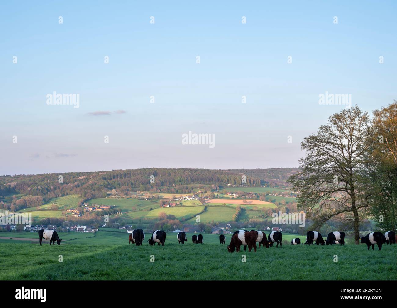 Schwarzweiße Kühe in der niederländischen Provinz Süd-limburg bei epen in den niederlanden Stockfoto