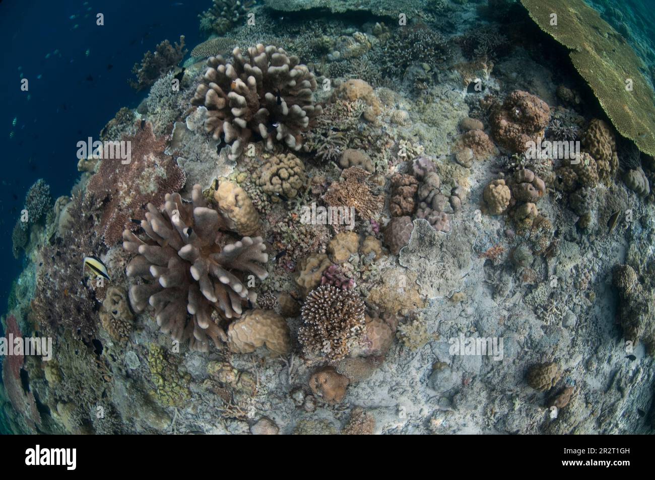 Riffszene mit Hartkorallen, Insel Sipadan, Sabah, Malaysia Stockfoto