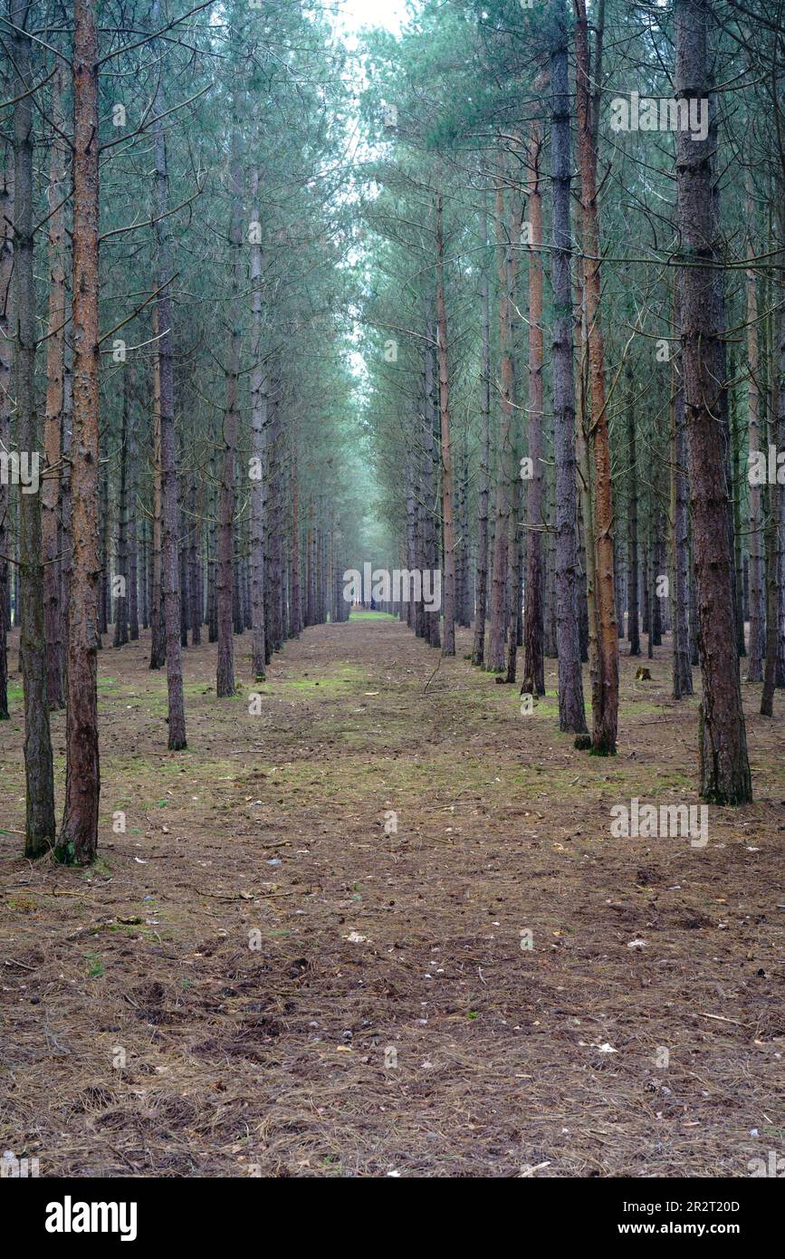 Rendlesham Forest Suffolk UK. Stockfoto