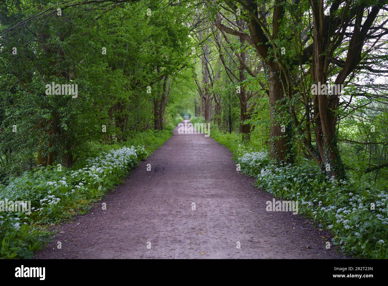 Der Forest Way Country Park East Sussex Stockfoto