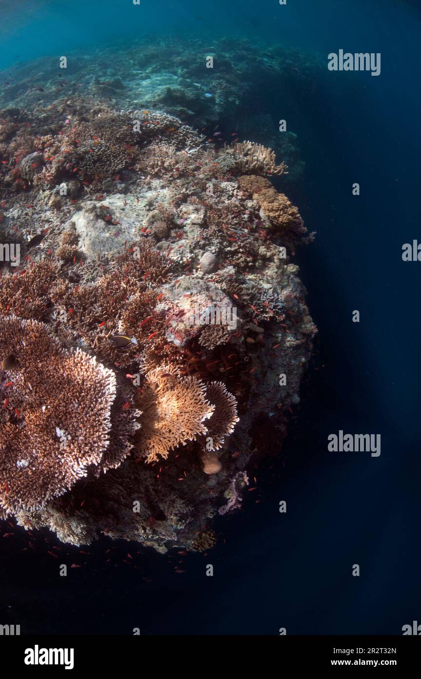 Riffszene mit Tafelkorallen, Acropora sp., am Riffrand mit Transfer, Insel Sipadan, Sabah, Malaysia Stockfoto