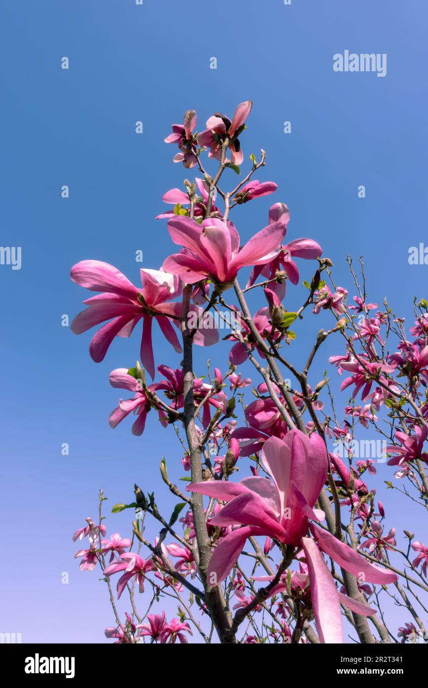 Wunderschöner violetter Jane-Magnolienbaum, der vor blauem Himmelshintergrund wächst, symbolisiert Reinheit, Schönheit, Langlebigkeit, Glück, Und Stabilität Stockfoto