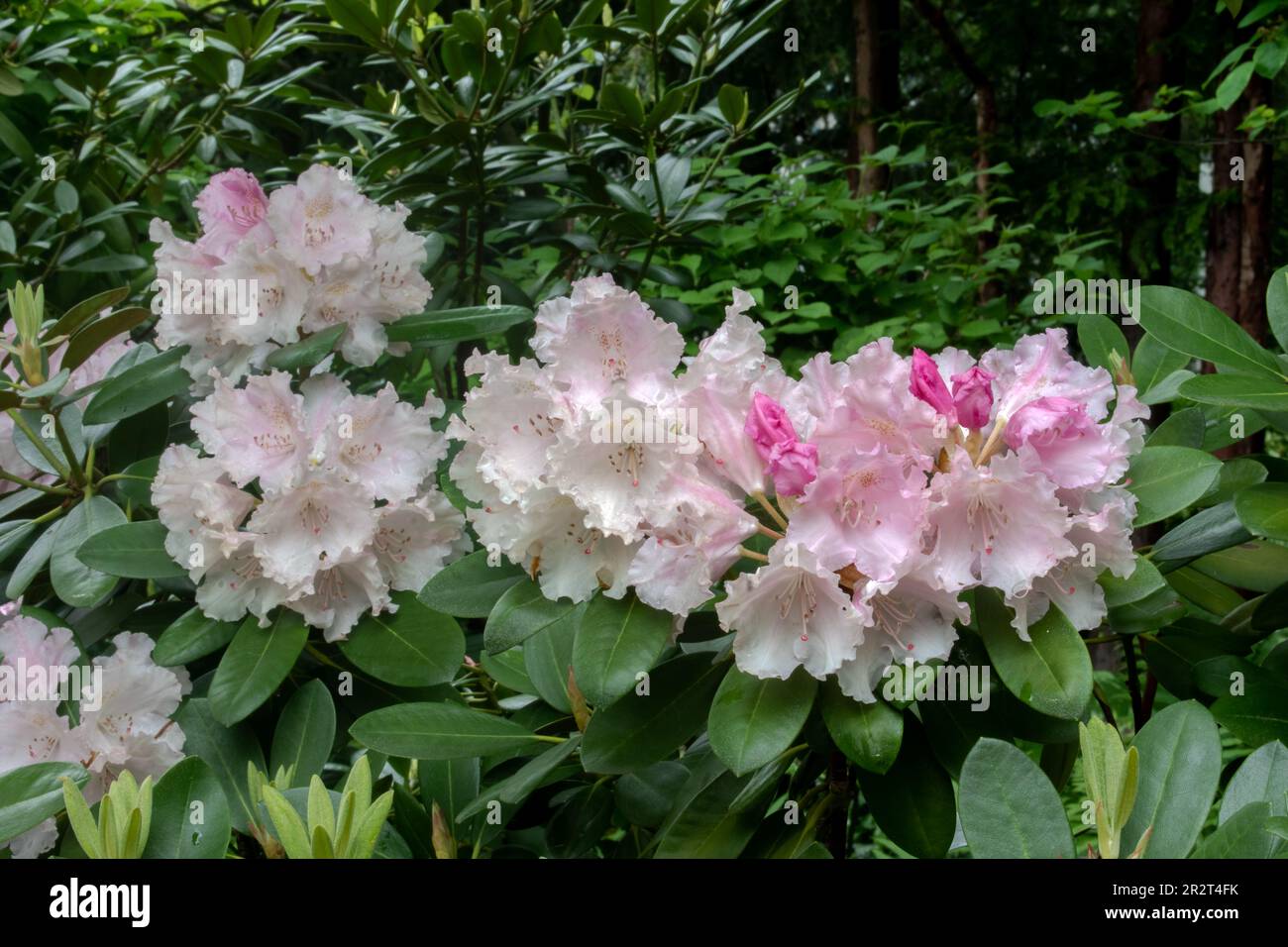 wien, österreich, 13. Mai 2023: Wunderschöne Rhododendron-Rosenbucht blüht nachmittags im Schatten und im Grünen. Bestandsaufnahmen, selektiver Fokus Stockfoto