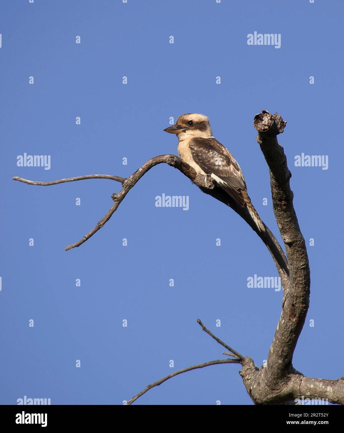 Profil des berühmten australischen Vogels, des lachenden Kookaburra, Dacelo, hoch oben auf einem toten Ast in Queensland, Wintersonnenlicht. Stockfoto