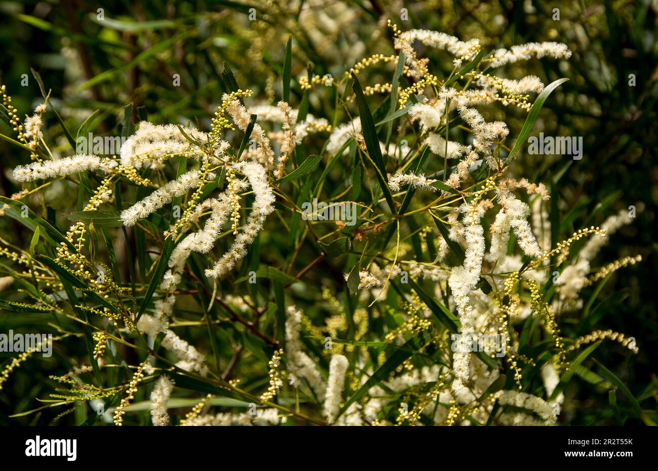 Nahaufnahme von zarten, blühenden weißen Blüten der australischen Akazien floribunda, Gossamer-Klatsch, weißer Sallow-Klatsch, in einem privaten Garten in Queensland. Stockfoto