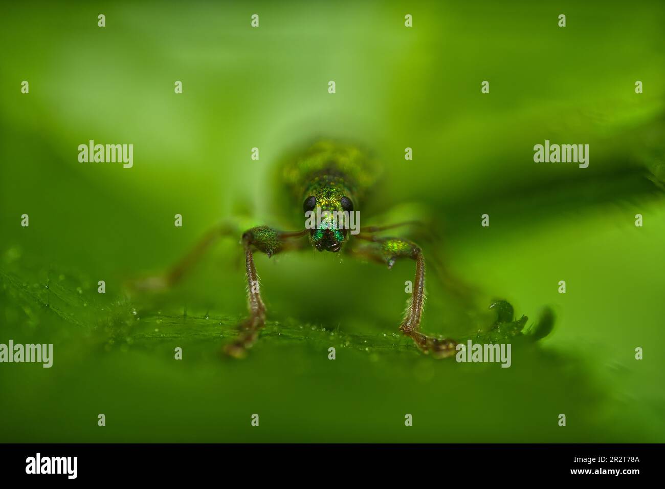 Makro-Vorderansicht eines grünen Scheuerschutzes, der die Kamera vor dem grünen Hintergrund betrachtet Stockfoto