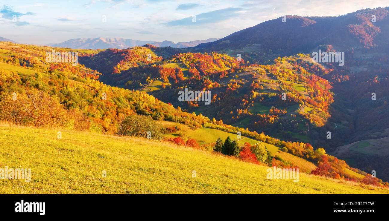Wald an einem sonnigen Nachmittag in der Herbstsaison. Bergige Landschaft der transkarpatien ukraine Stockfoto