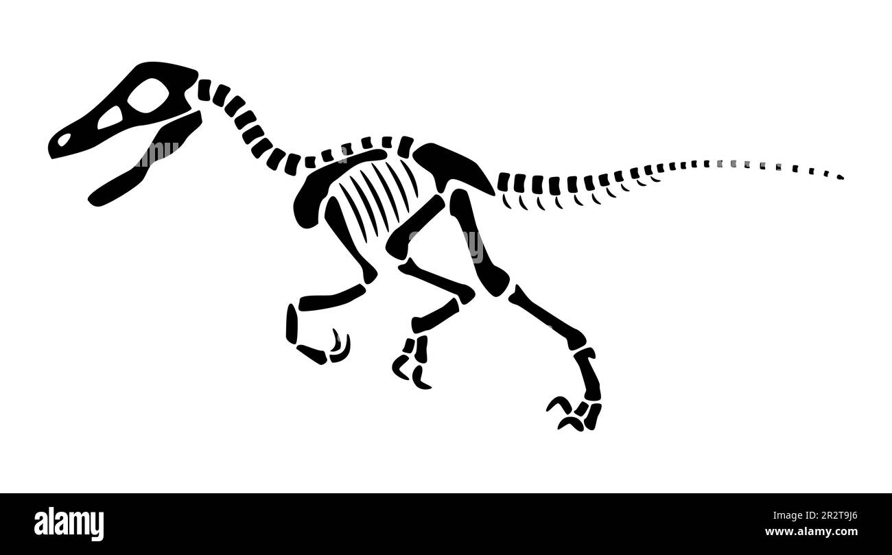 Das Velociraptor-Skelett. Silhouetten-Dinosaurier. Seitenansicht . Vector . Stock Vektor