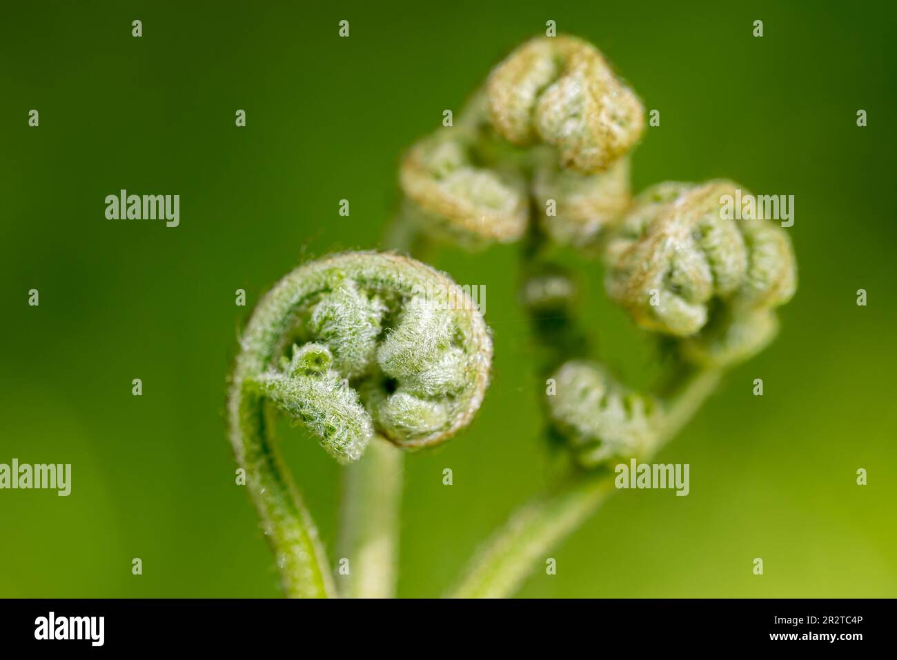 Pteridium aquilinum, brackiger Frühling schießt Nahaufnahme selektiver Fokus Stockfoto