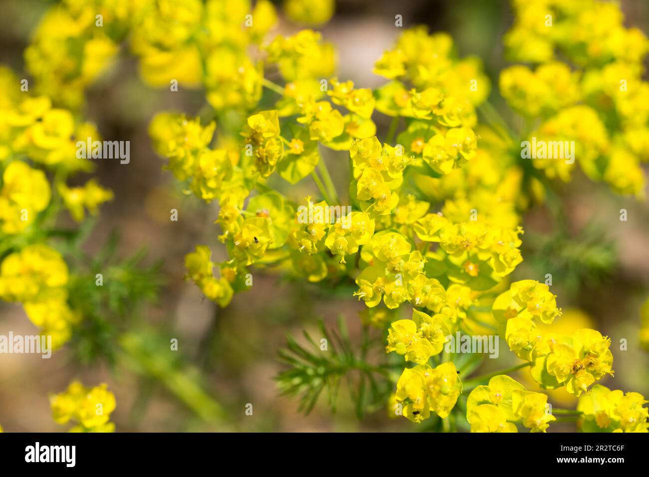 Euphorbia cyparissias, gelbe Blüten verschließen selektiven Fokus Zypressenanfall Stockfoto