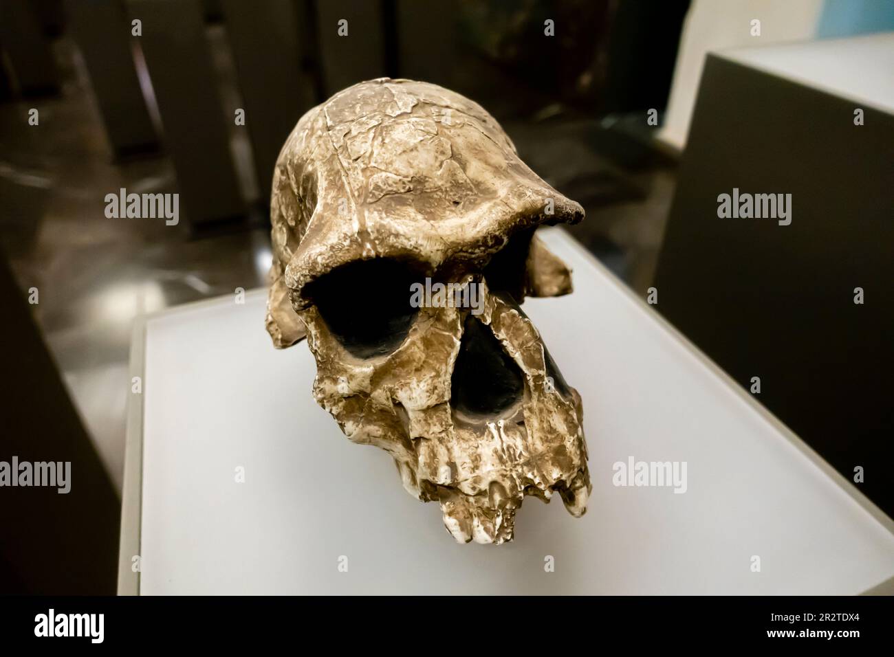 Homo habilis Schädel, Homo habilis cranium, KNM-er 1813, 1,9 Millionen Jahre, Koobi Fora Kenia Stockfoto