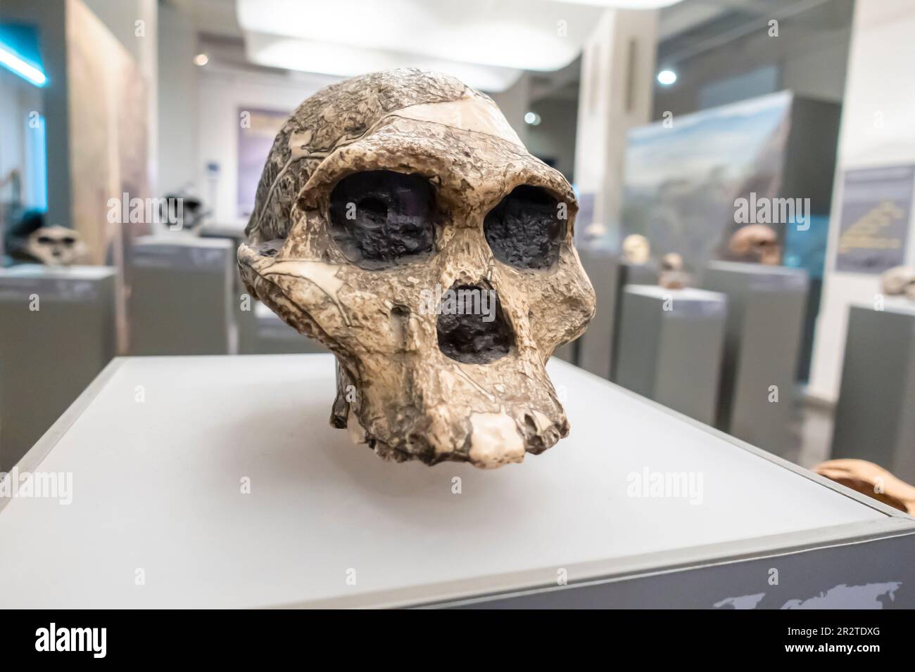 Australopithecus africanus Schädel, Australopithecus africanus cranium, STS 5, 2 Millionen Jahre, Sterkfontein Südafrika Stockfoto