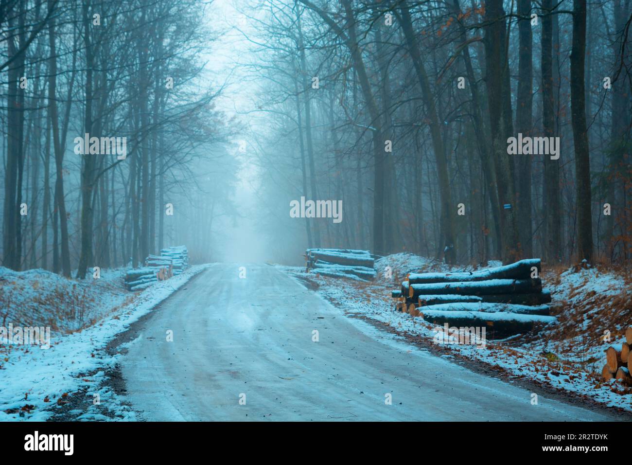 Eisige Straße im nebligen Wald, Blick an einem Dezembertag, Ostpolen Stockfoto