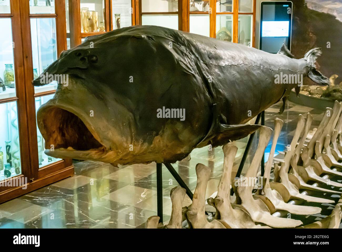Chirurg Beluga, Huso Huso - Museum exponat - Fischpräparation Stockfoto