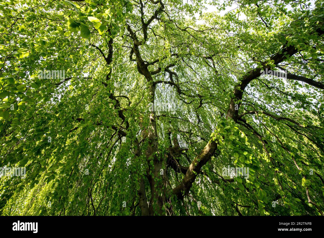 Weinbuche (Fagus sylvatica f. pendula) im Rheinpark im Bezirk Deutz, Naherholungsgebiet Köln. Haenge-Buche (Fagus sy Stockfoto